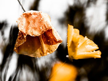 Close-up of yellow cake