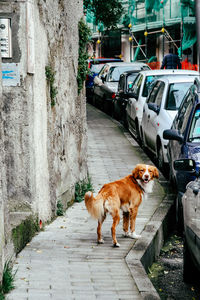 Brown stray dog on sidewalk