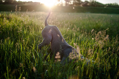 Close-up of dog playing on grassy field during sunset
