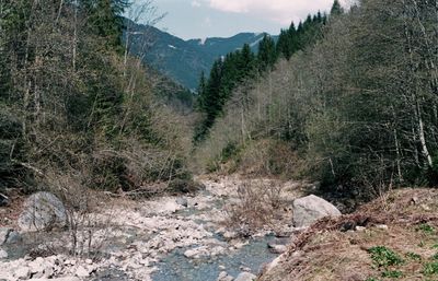 Scenic view of forest against sky