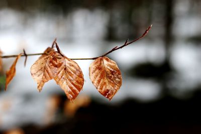 Close-up of dry leaves on plant