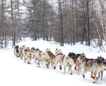 A dog sled running on a winter landscape