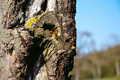 Close-up of tree trunk