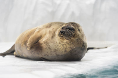 Close-up of animal sleeping on bed