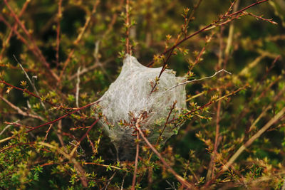 Close-up of plant growing on field