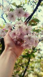 Cropped image of woman holding pink flower