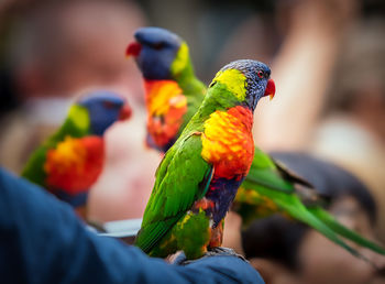 Multi colored bird perching on leaf