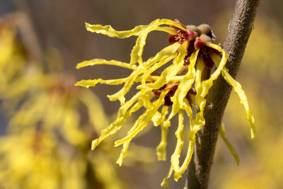 Close-up of insect on flower