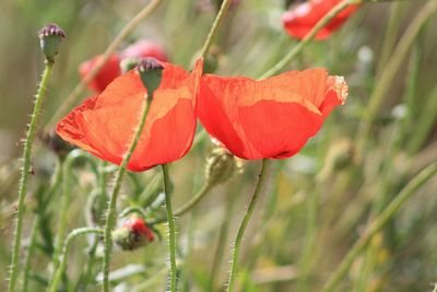 Close-up of red poppy flower on field