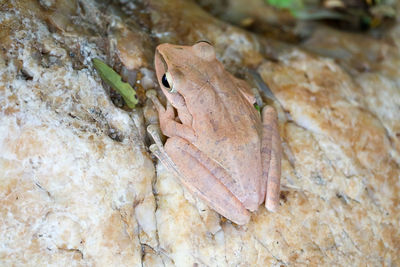 Close-up of frog on rock