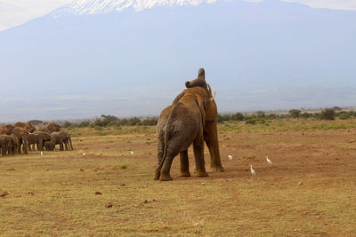 Two male elephants fighting