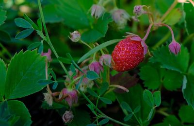 Close-up of strawberry growing on plant