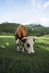 Cow grazing on field against sky