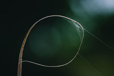 Close-up of green plant