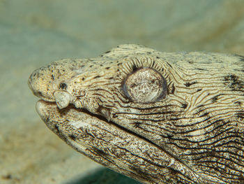 Ophichthus ophis, the spotted snake eel