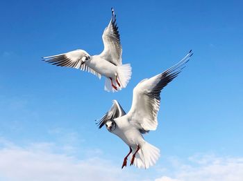 Low angle view of seagulls flying