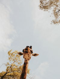 Low angle view of giraffe on tree against sky