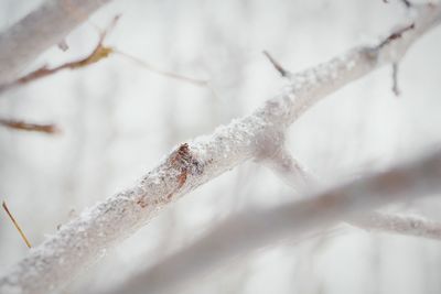 Close-up of frost on snow covered landscape