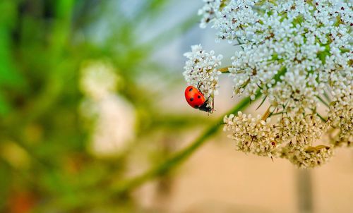 Close-up of ladybug on red flower