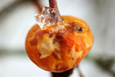 Close-up of dried rose hip during winter