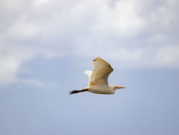 Low angle view of seagull flying