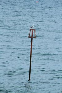 Bird flying over lake