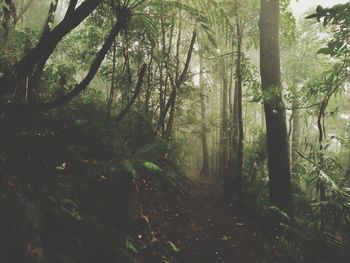 View of trees in forest