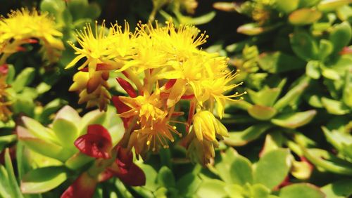 Close-up of yellow flowering plant