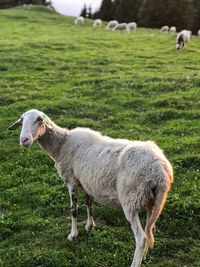 Sheep in a farm