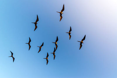 Low angle view of birds flying in sky