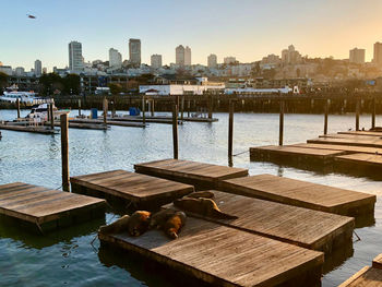 View of pier over river and buildings in city