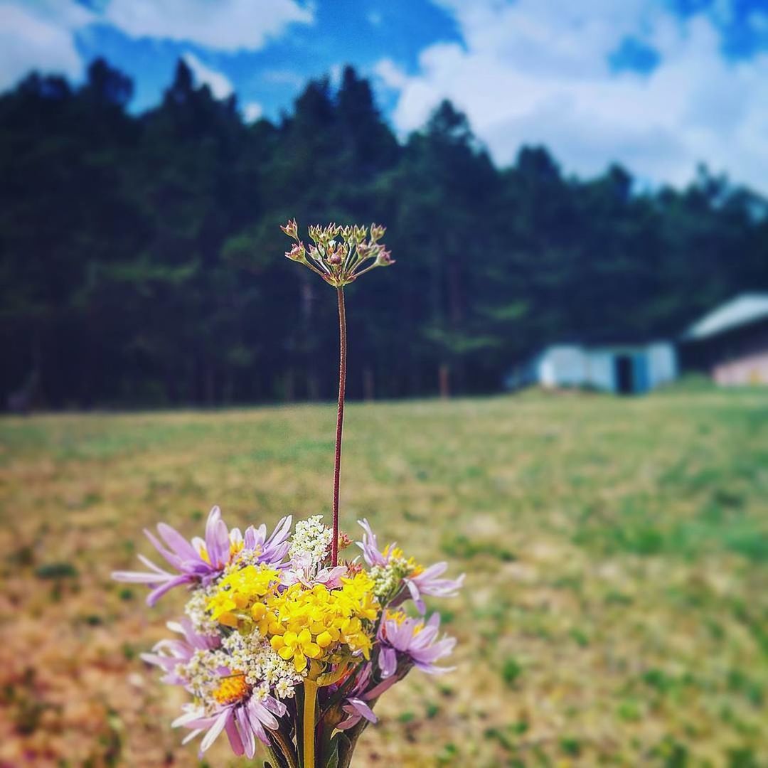 flower, nature, growth, fragility, focus on foreground, beauty in nature, flower head, outdoors, field, petal, day, freshness, plant, yellow, blooming, close-up, tranquility, landscape, real people, sky, one person, tree, grass, people