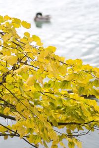 Close-up of yellow flowers