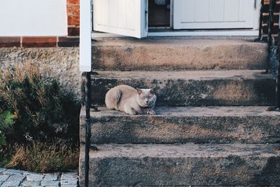 Portrait of cat relaxing on steps