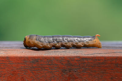 Close-up of insect on wood