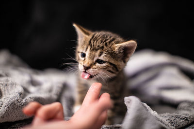 Baby kitten 