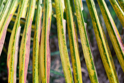 Full frame shot of plants