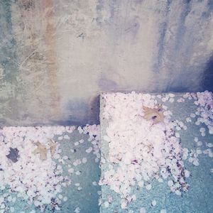 Close-up view of pink petals