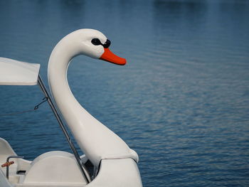 Close-up of swan swimming in lake