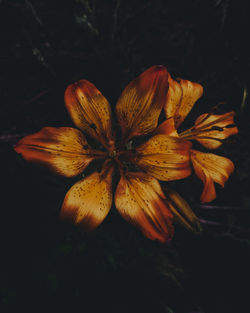 Close-up of orange flower against black background