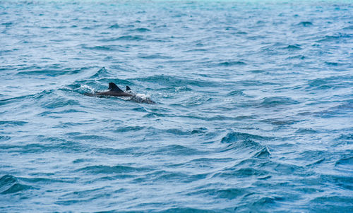 Scenic view of swimming in sea