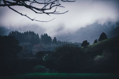 Trees on field against sky