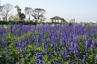 Purple flowers on field against sky