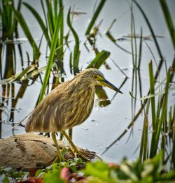 View of bird perching on lakeshore