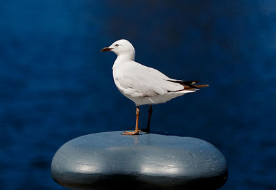 Seagull perching on a sea