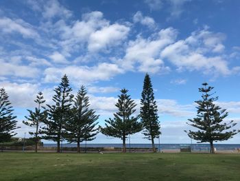 Trees on field against sky