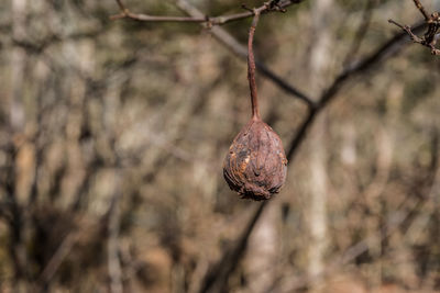 Close-up of plant