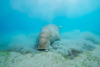 animal wildlife
