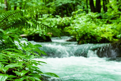 Scenic view of waterfall in forest