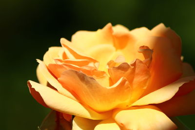 Close-up of rose flower